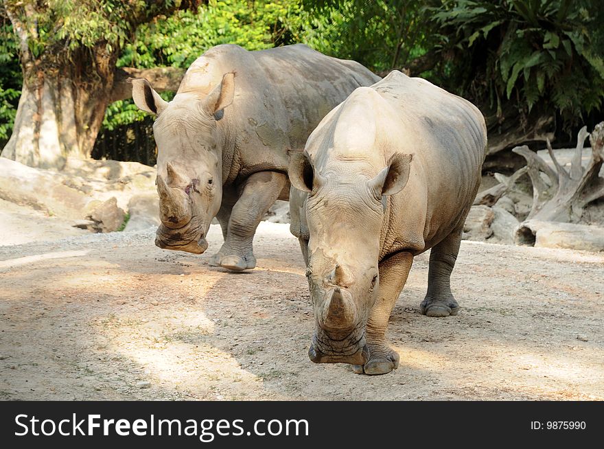 Front view of two rhinoceros at the zoo