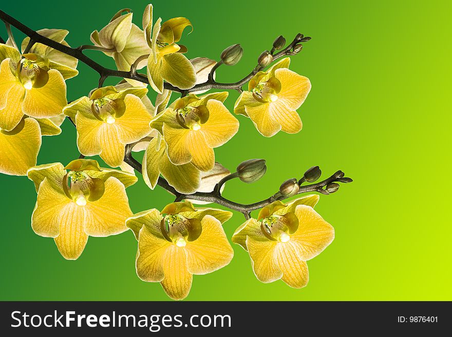 Beautiful orchid on green background