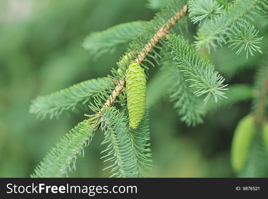 Close-up on a green cones in spring