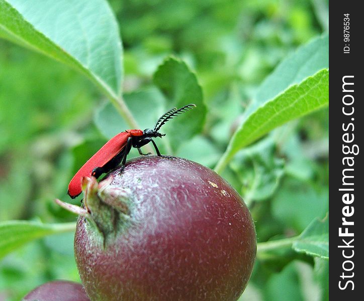 Red bug sitting on apple. Red bug sitting on apple.