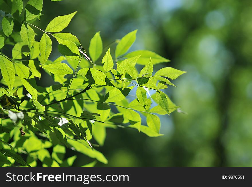 Bright green leaves on green background