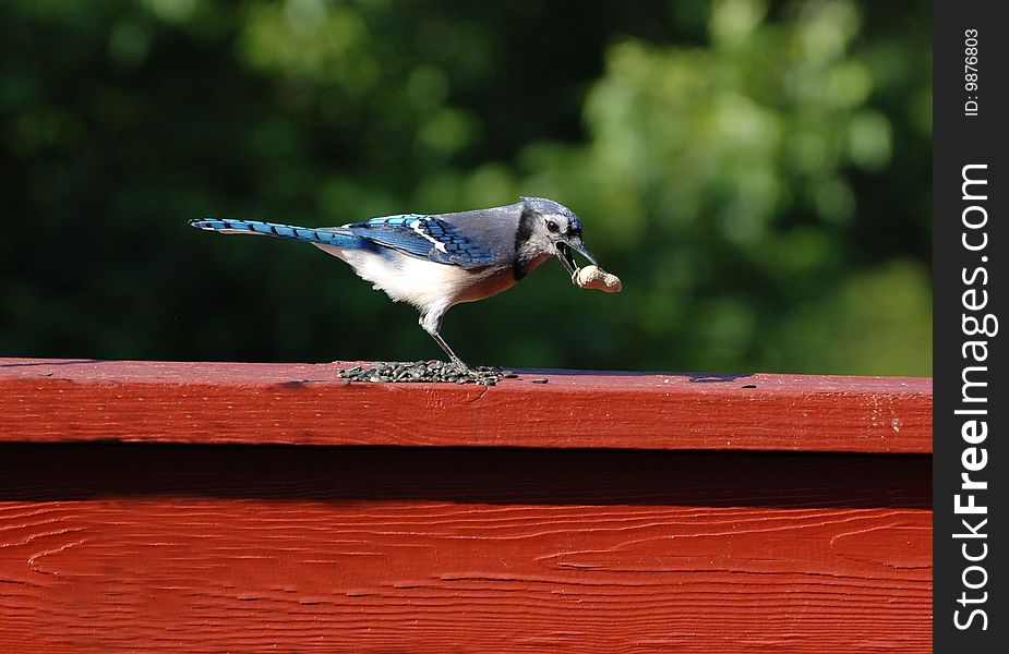 Blue jay stealing a peanut off a deck railing. Blue jay stealing a peanut off a deck railing