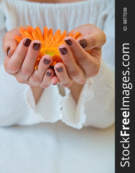 Close-up of a womans hands holding a orange gerbera. Close-up of a womans hands holding a orange gerbera.