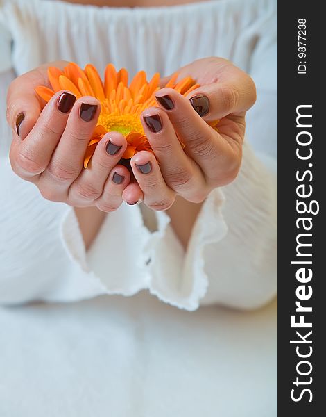 Holding A Gerbera.