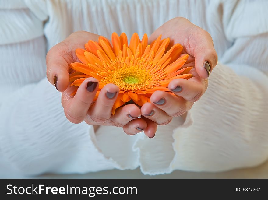 Close-up of a womans hands holding a orange gerbera. Close-up of a womans hands holding a orange gerbera.