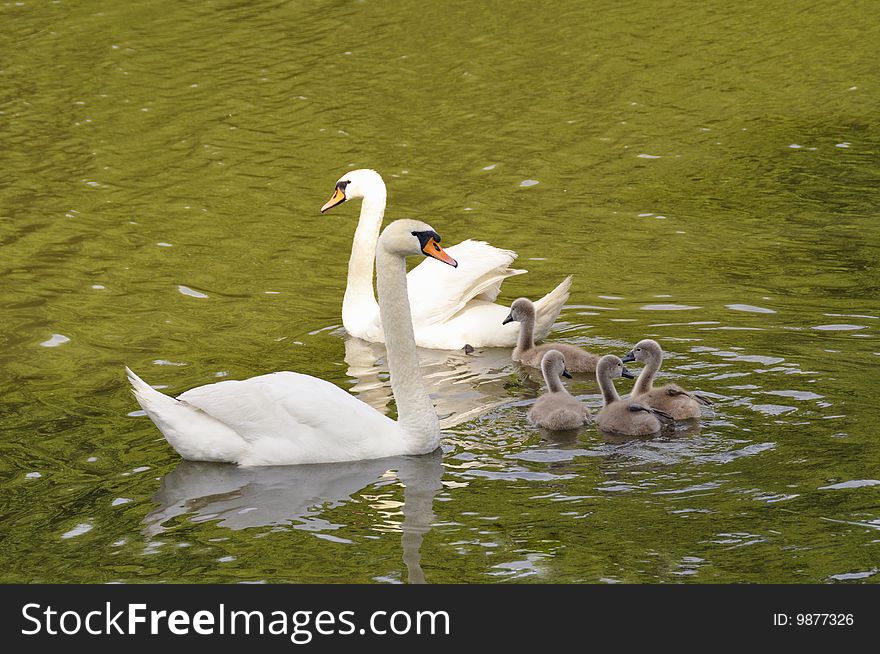 Swan family on the lake in the spring morning
