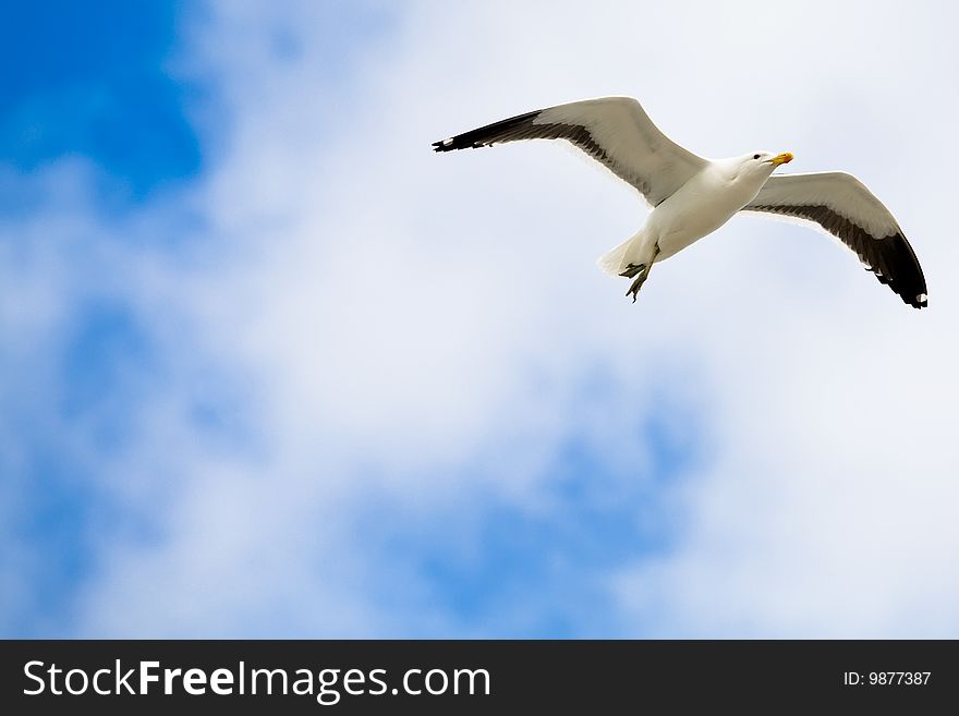 Single seagull hovering in midair.