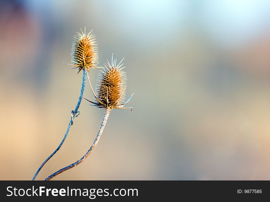 2 burdock flowers in the field