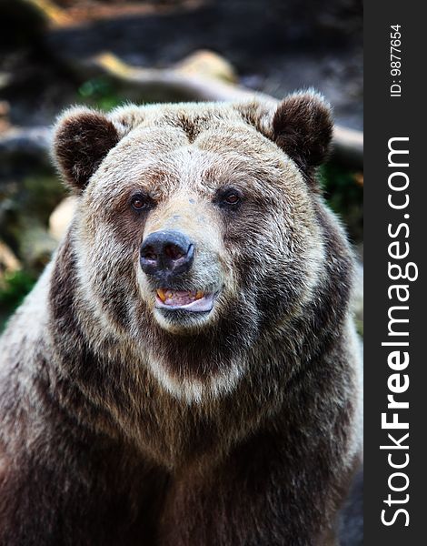 Close-up portrait of brown bear. Close-up portrait of brown bear