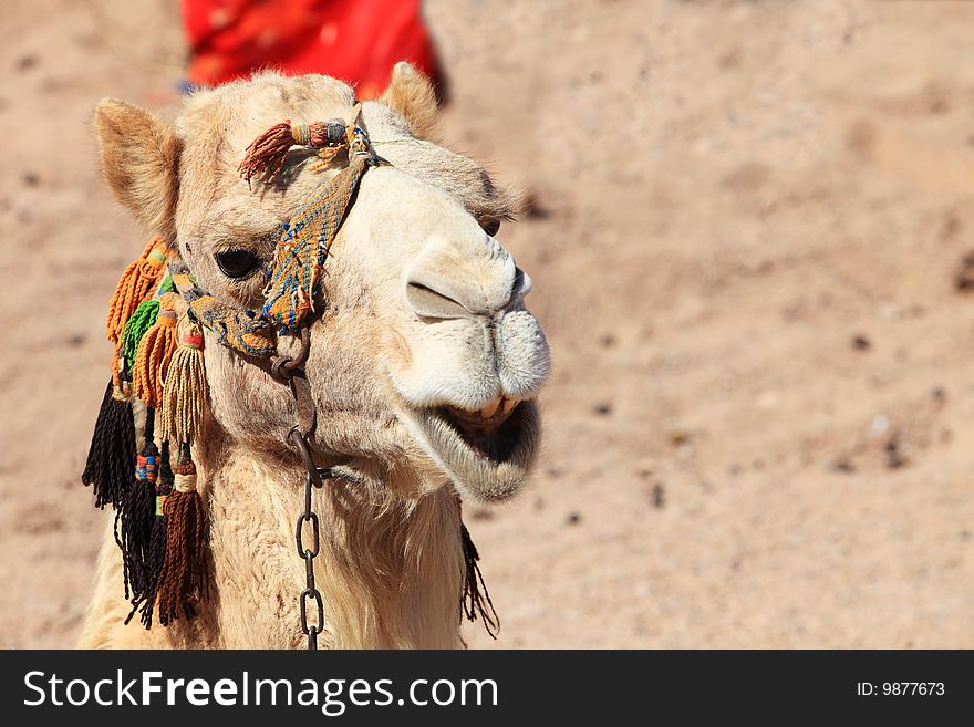 Camel closeup in Egyptian desert. Camel closeup in Egyptian desert
