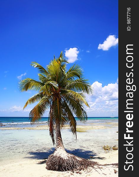 Palm tree on beach of Punta Cana, Dominican Republic