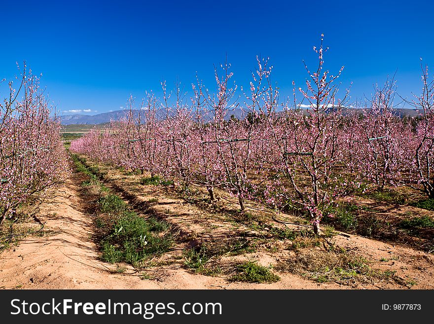 Peach orchard full of pink blossoms. Peach orchard full of pink blossoms.