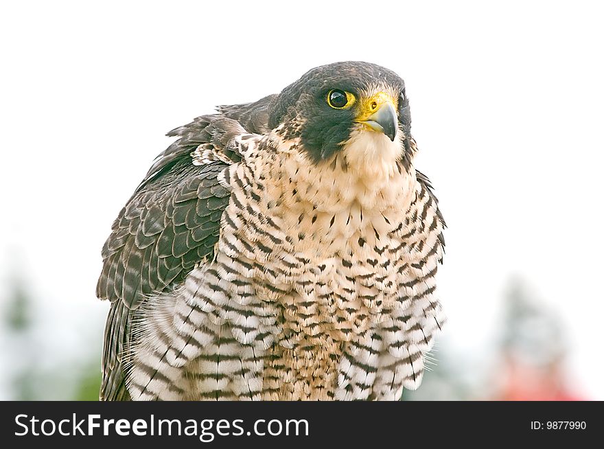 A close up portrait of a perched falcon bird.