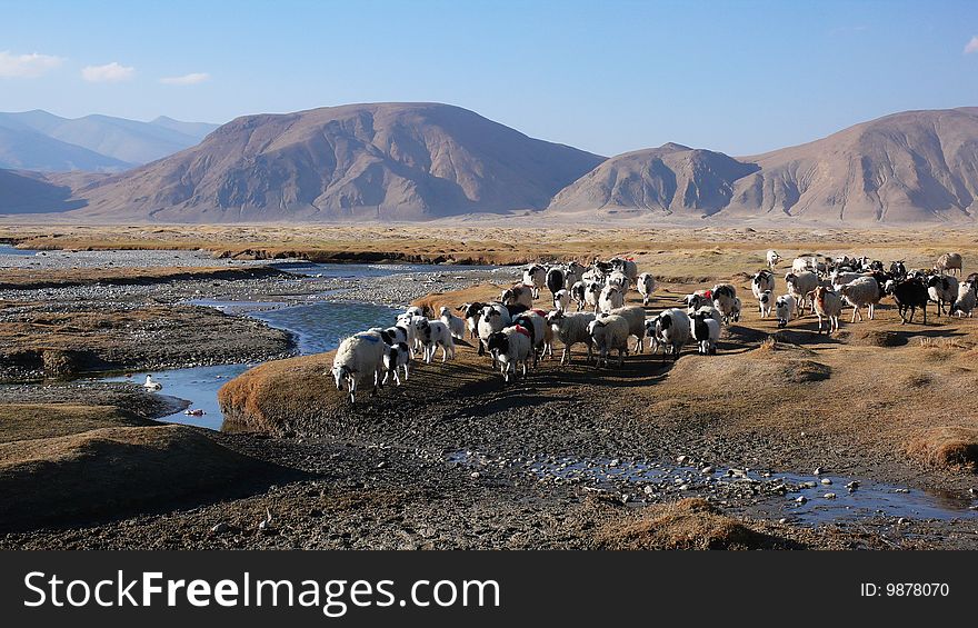 Sheep With Brook And Mountains In Tibet
