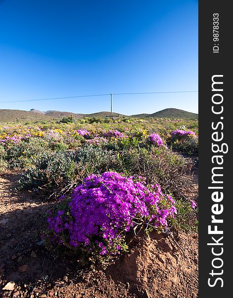 Field covered with colourful flowers and a phone line in the background. Field covered with colourful flowers and a phone line in the background