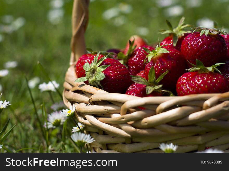 Basket with fresh,ripe strawberries