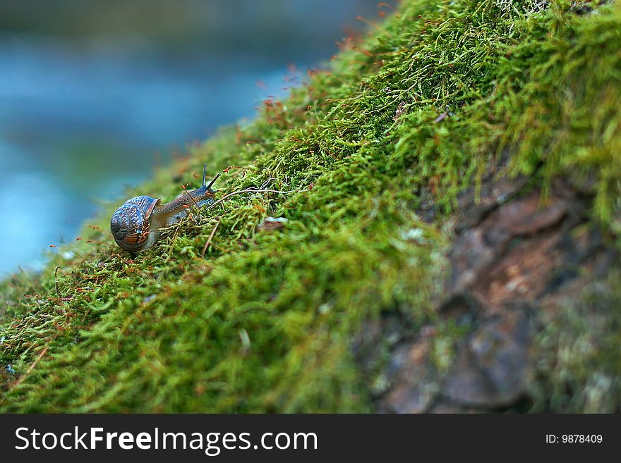 Snail on the green moss