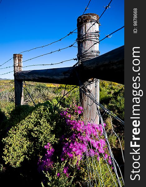 Barbed fence with colourful purple flowers in the forground. Barbed fence with colourful purple flowers in the forground.