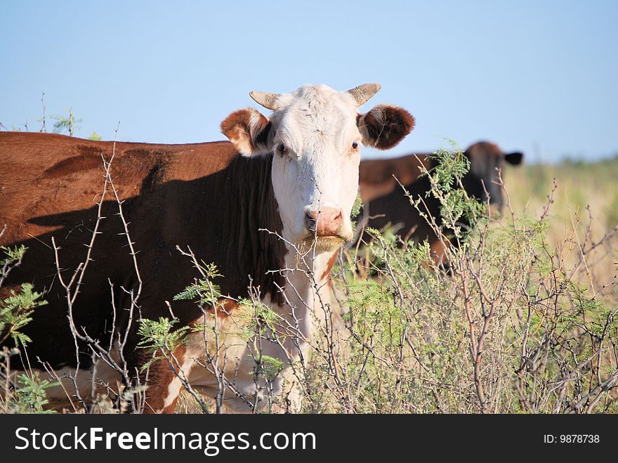 Cows In The Desert