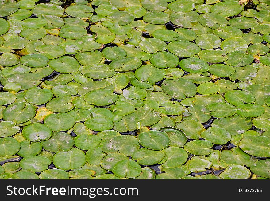 Many Layers of water lily pads in a lake. Many Layers of water lily pads in a lake