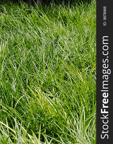 Long messy grass in a field. Long messy grass in a field