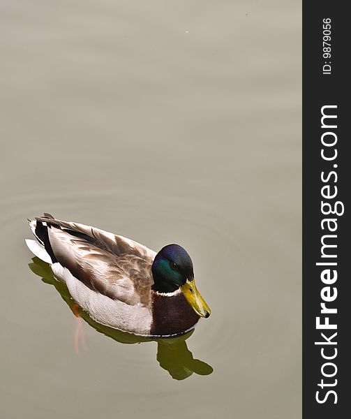 Malllard Duck floating on water