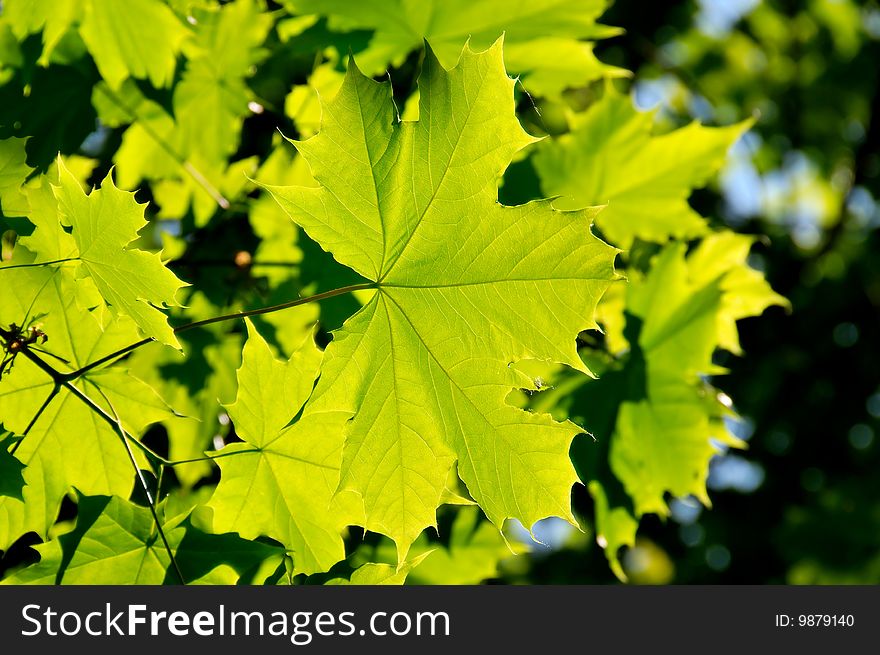 Photography of spring green leaves