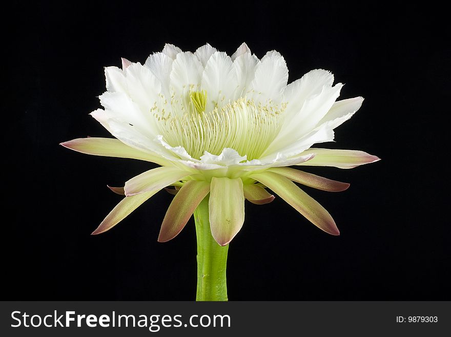 Echinopsis Flower