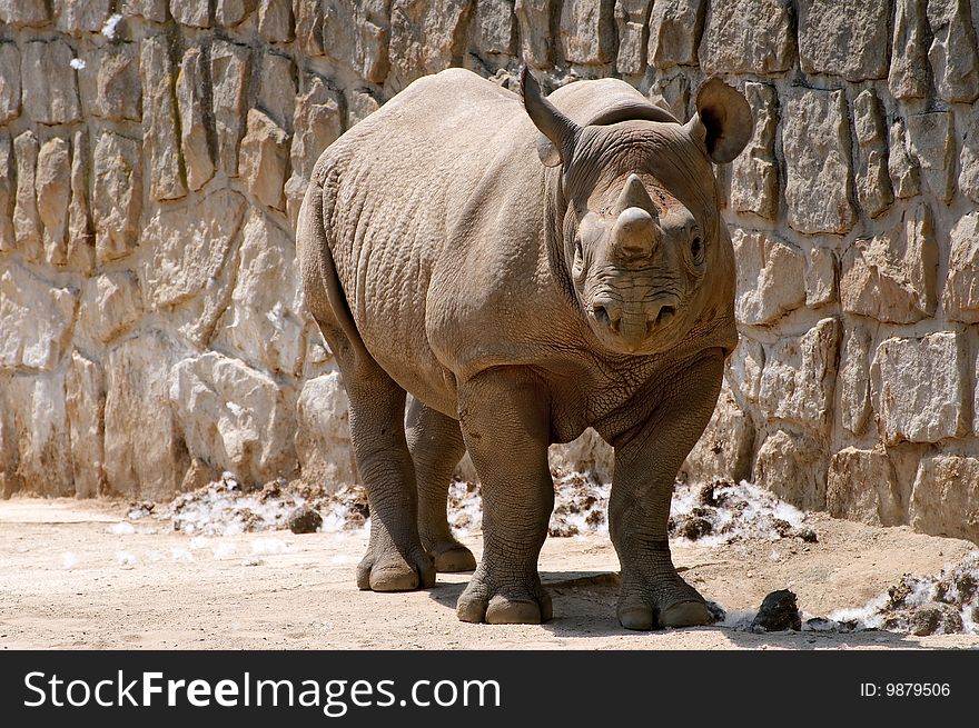 Wild rhinoceros is looking for something
