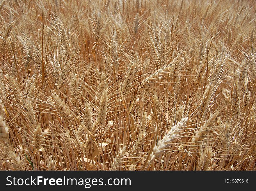 Magnificent view of a golden wheat field. Magnificent view of a golden wheat field.