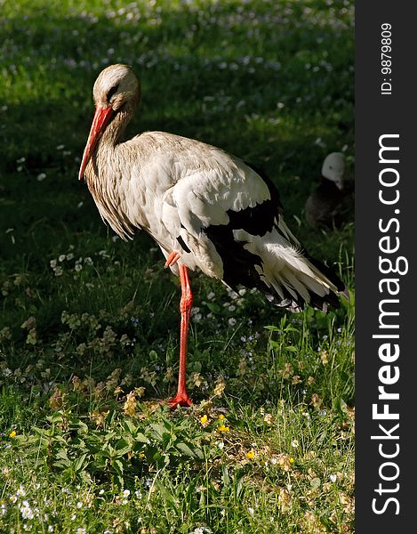 The stork standing on the meadow