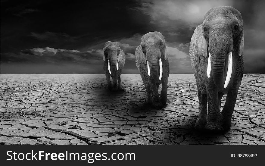 Black And White, Monochrome Photography, Mammal, Elephants And Mammoths