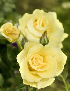 Yellow Pastell Coloured Rose. Stock Photography Yellow Pastell Coloured Rose. Stock Photography