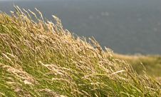 Ireland -Grass Over Cliffs Stock Photography Ireland -Grass Over Cliffs Stock Photography