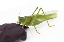 Locust Eating Stock Images