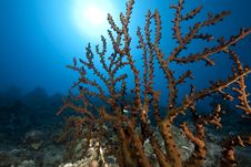 Ocean, Sun And Fan Coral Royalty Free Stock Photo Ocean, Sun And Fan Coral Royalty Free Stock Photo