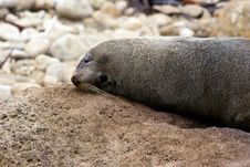 Seal Laying On A Rock Royalty Free Stock Image Seal Laying On A Rock Royalty Free Stock Image