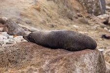Seal Rests On A Rock Stock Photo Seal Rests On A Rock Stock Photo