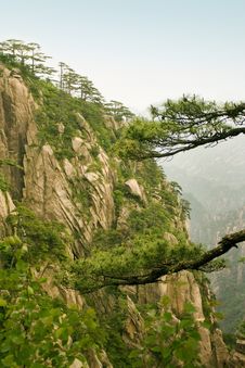 Chinese Mountain: Pine Trees And Steep Cliff Royalty Free Stock Image