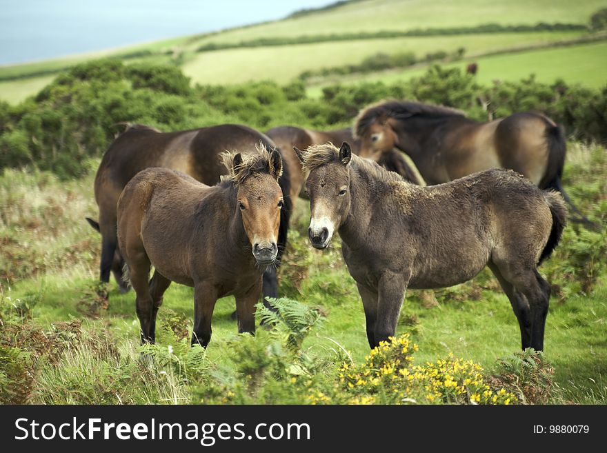 A group of wild horses in Exmoor