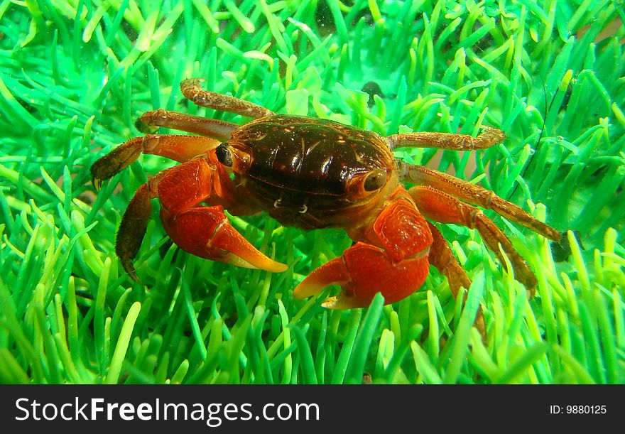 Midget Mangrove Crab