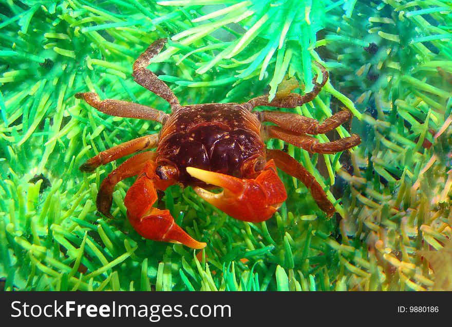 Midget mangrove crab lately in aquarium
