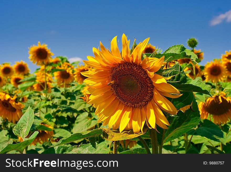 plantation of sunflowers, close up