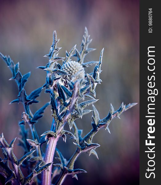 Thistle in cold colors with blurred background. Thistle in cold colors with blurred background