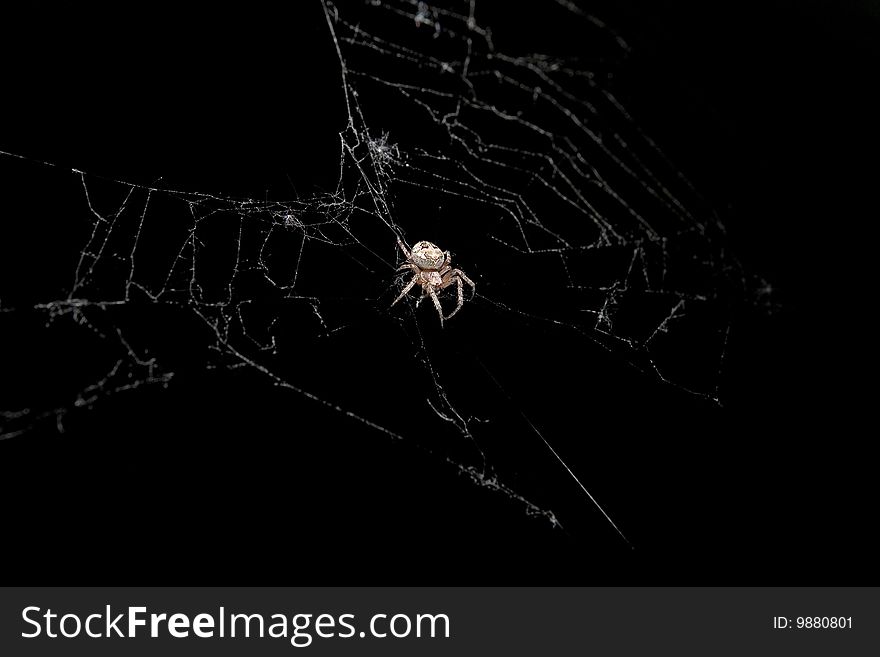 Hungry spider hunting on it web