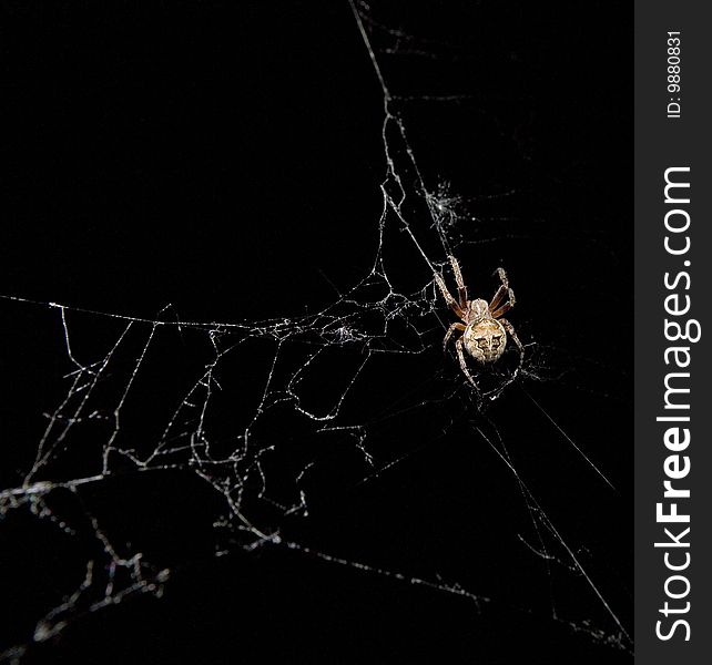 Hungry spider on it web on black ground