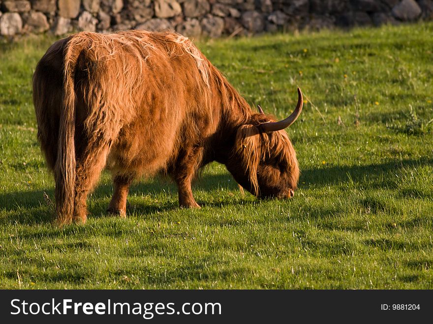 The Scottish Highlander, cow on a meadow