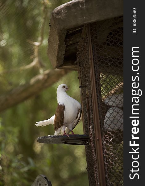 Beautiful dove posing infront af its cage
