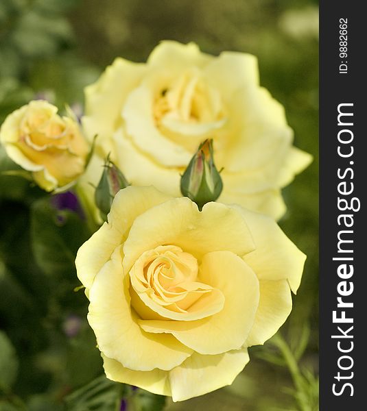 Yellow pastell couled rose in green garden. Yellow pastell couled rose in green garden.