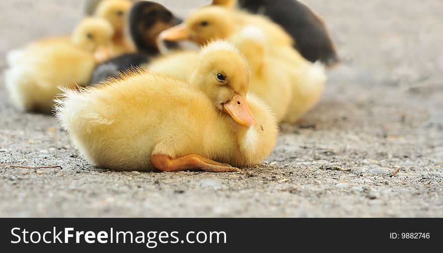 Sleepy duckling isolated from the other ducklings, on sand.